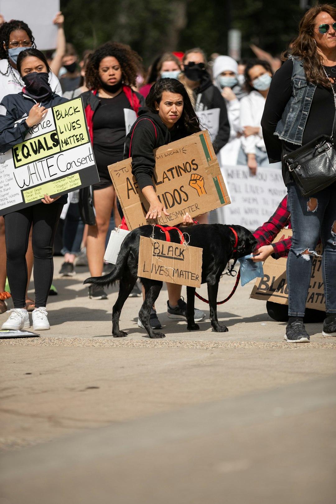 people holding black short coated dog