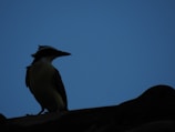 A silhouette of a bird perched on a ledge against a clear blue sky.