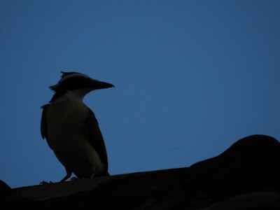 A silhouette of a bird perched on a ledge against a clear blue sky.