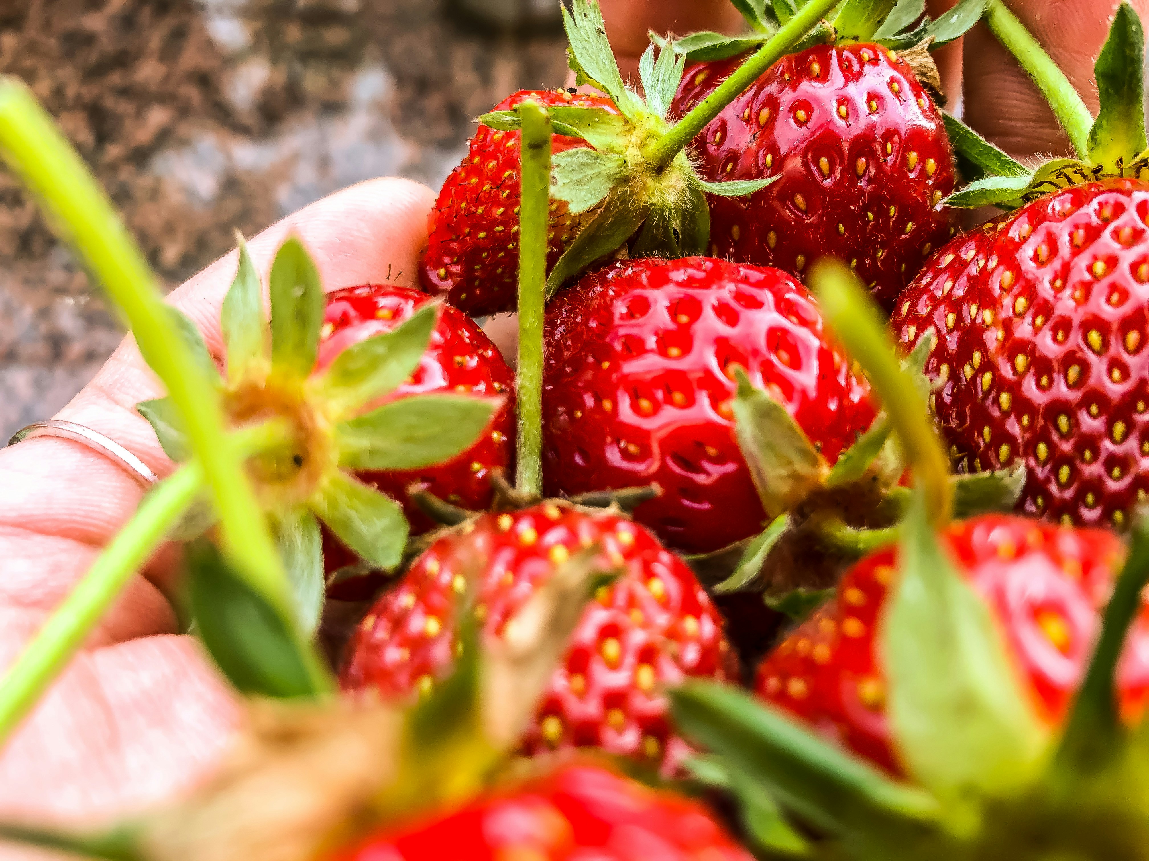 red strawberries on white ceramic bowl