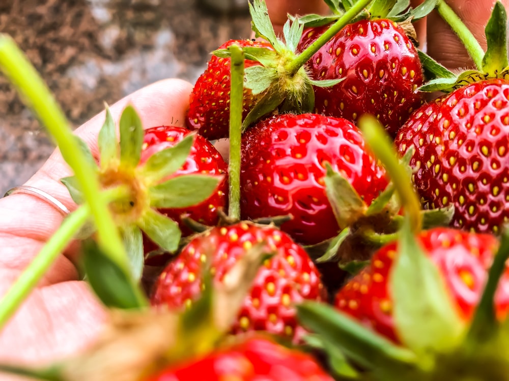 red strawberries on white ceramic bowl