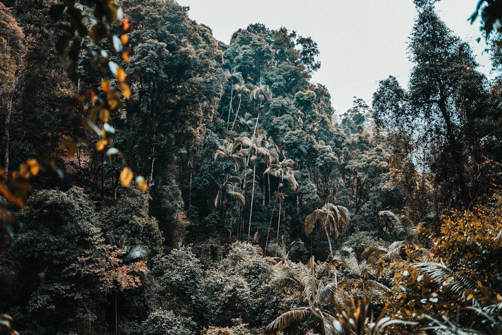 green and brown trees under white sky during daytime