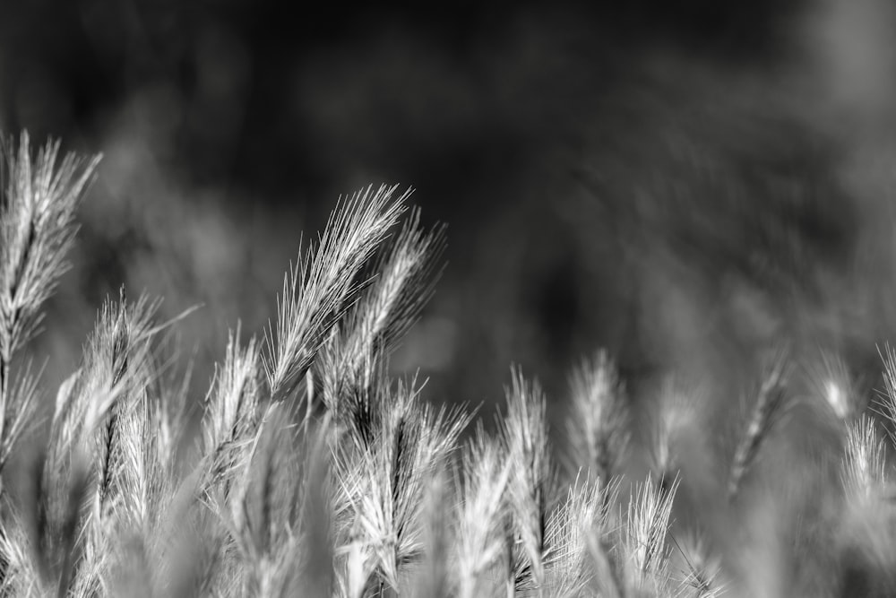 grayscale photo of wheat plant