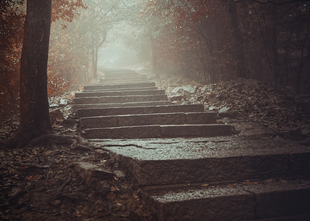 gray concrete staircase in between trees during daytime