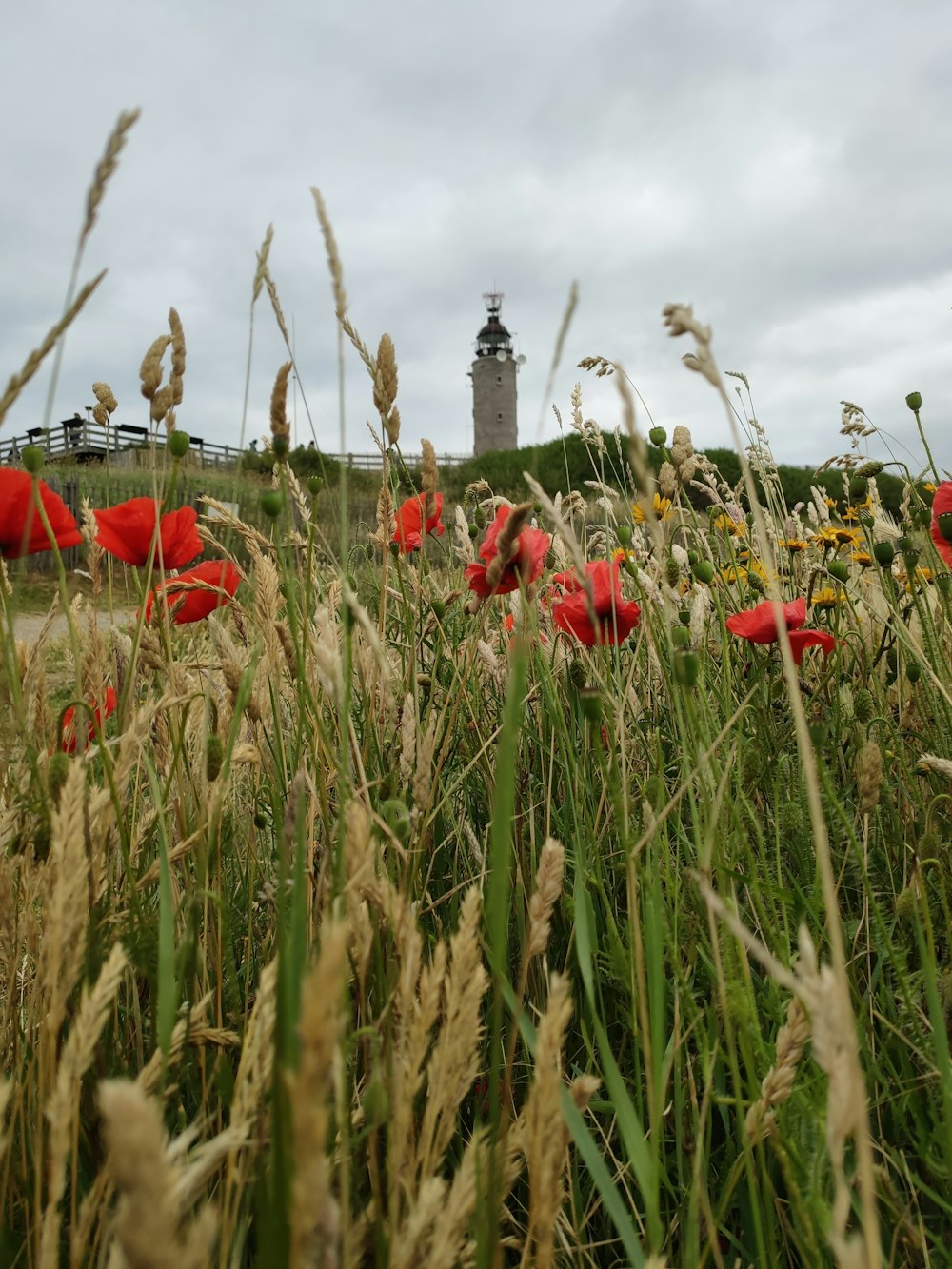 red flower on green grass field during daytime