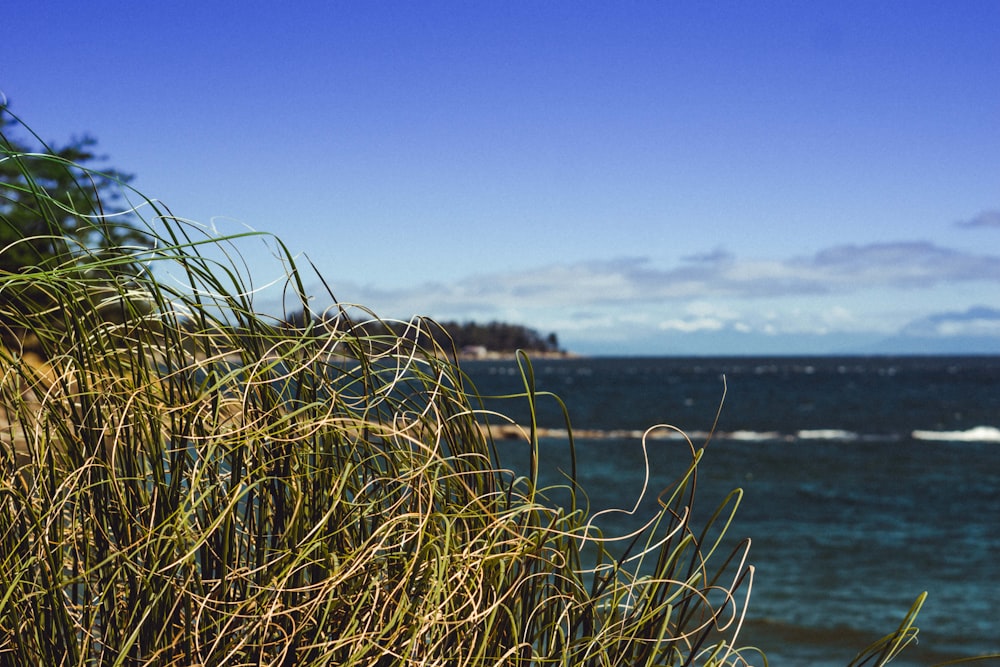 green grass near body of water during daytime