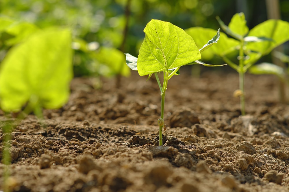 green plant on brown soil