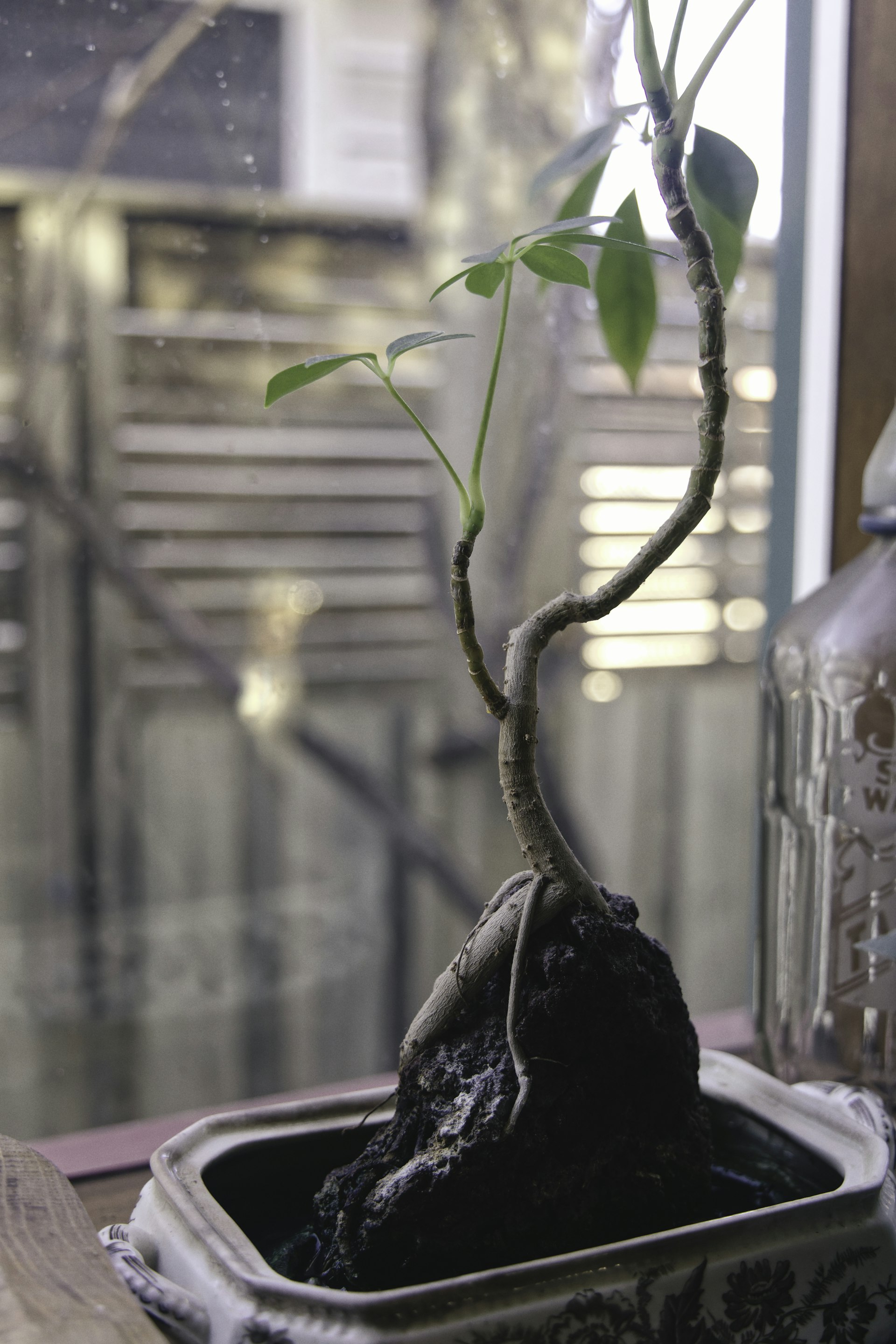 Bouture de Monstera Deliciosa dans un vase en verre transparent, montrant les racines blanches émergentes au niveau du nœud