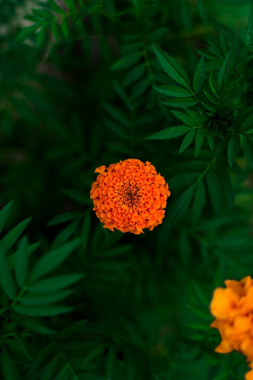 yellow flower in tilt shift lens