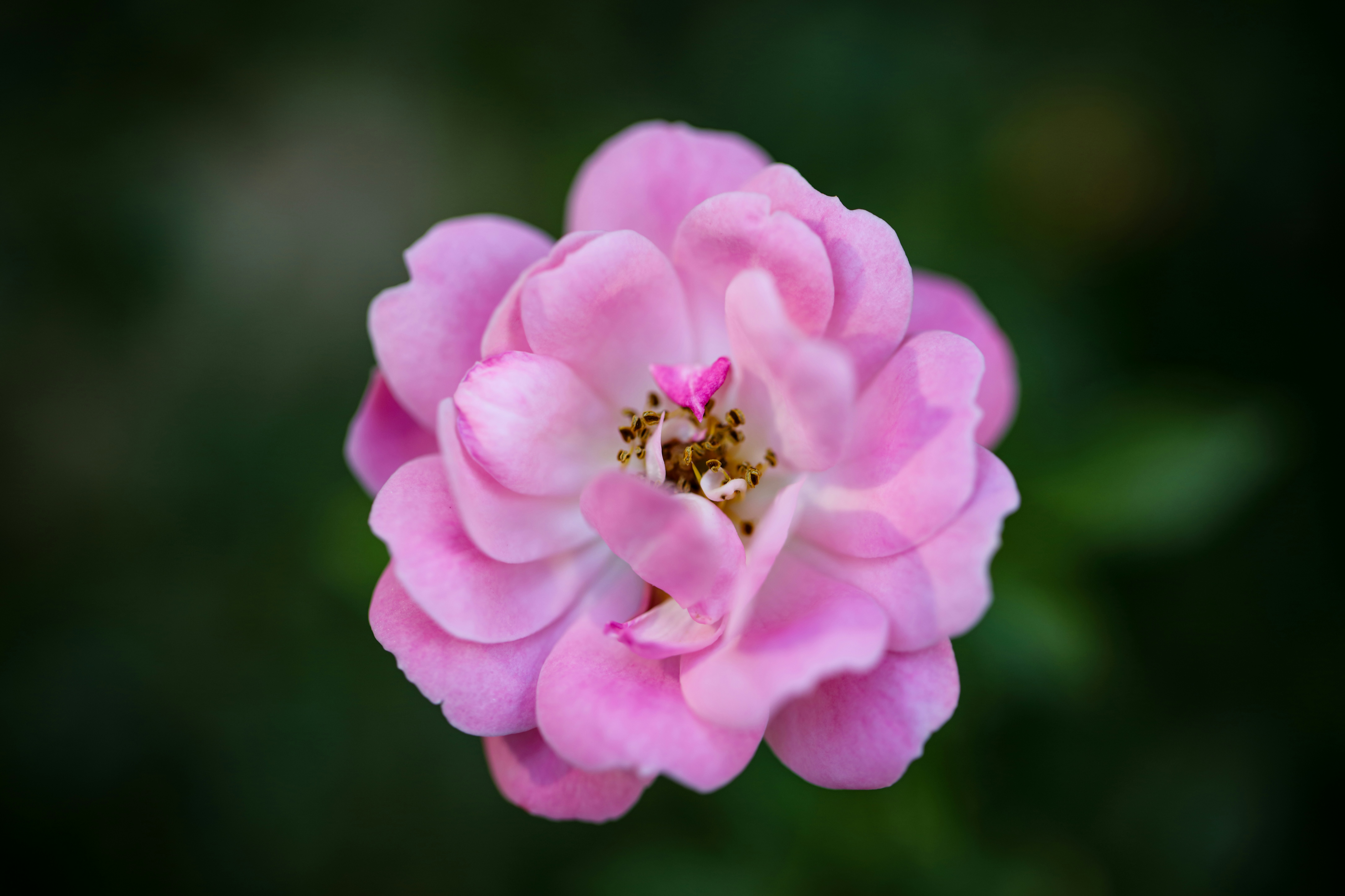 Photo by mladenscekic