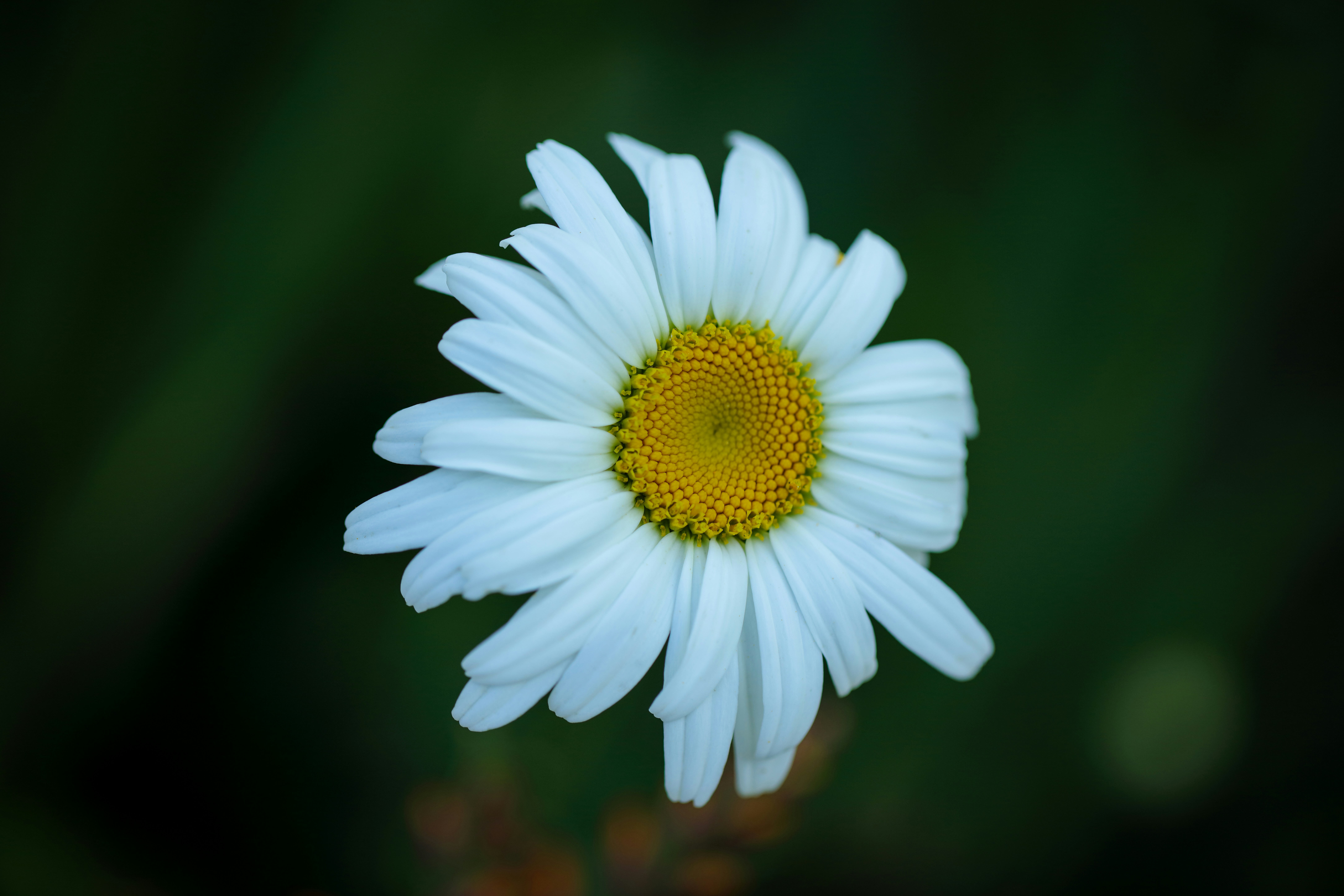 Photo by mladenscekic