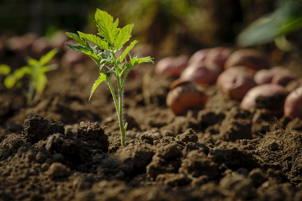 red round fruit on brown soil