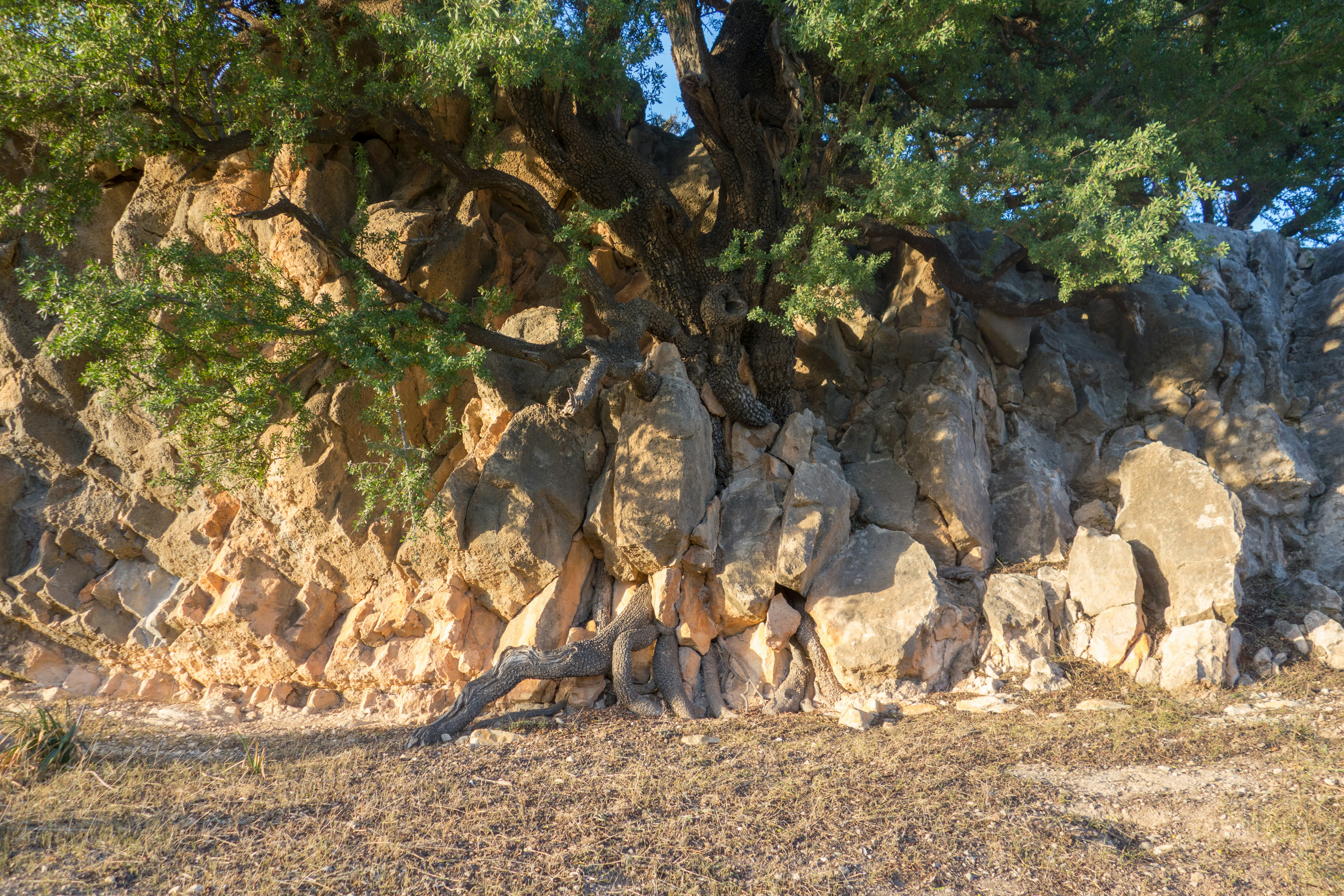 árvores verdes em solo marrom