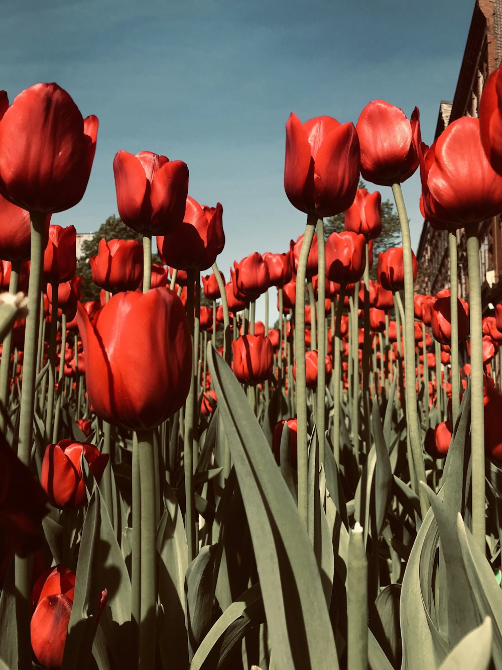 red tulips on brown wooden fence