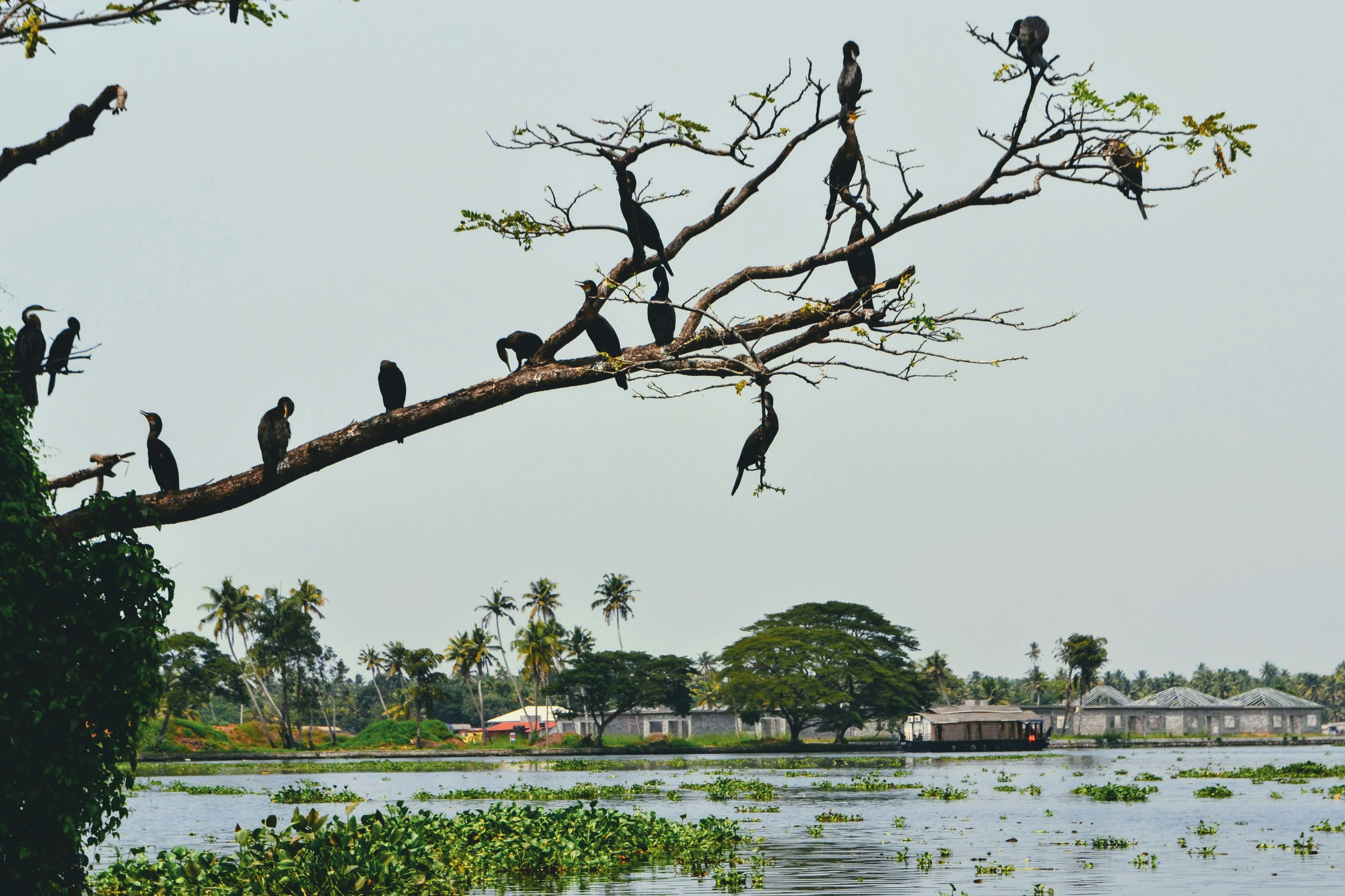 Birds in the backwaters of Alleppey. Kerala, India