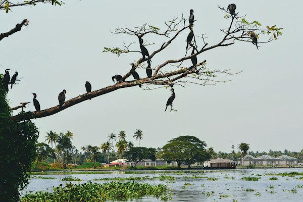 Flock of birds perched on brown tree branch during daytime — Kerala Backwaters, India