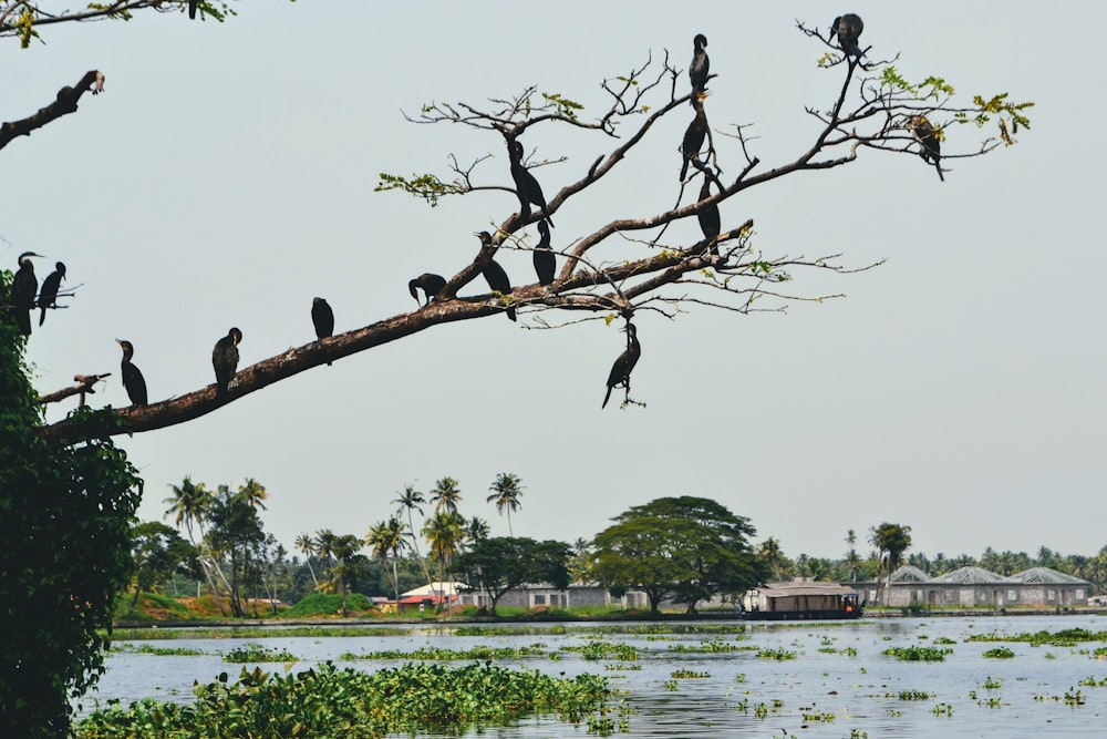 flock of birds perched on brown tree branch during daytime