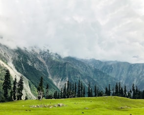 green grass field near green trees and mountain under white clouds during daytime