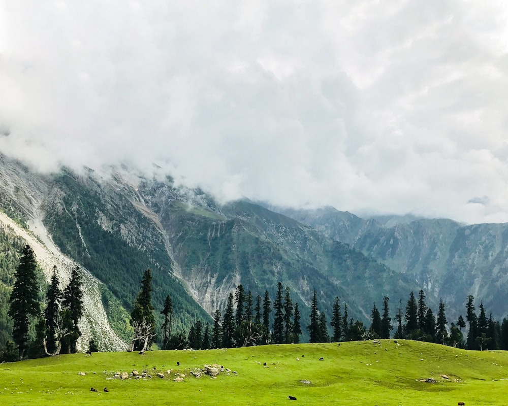 green grass field near green trees and mountain under white clouds during daytime