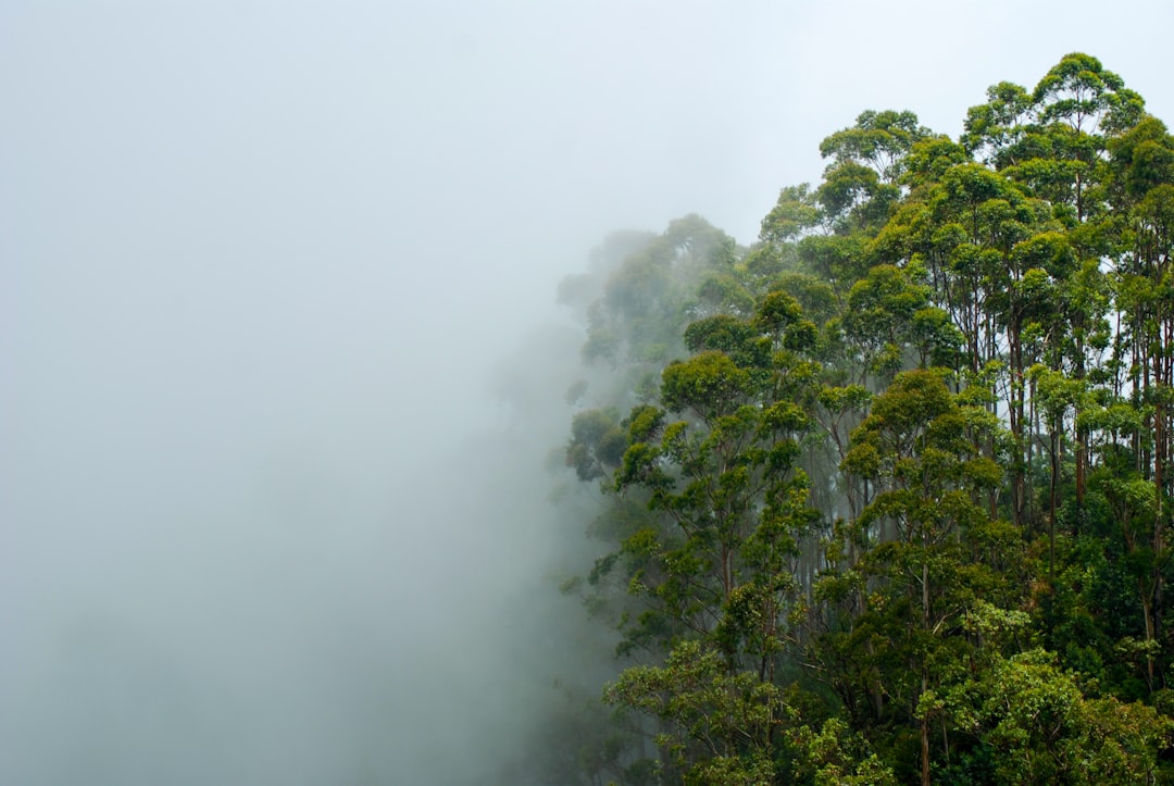 Forest photo spot Lipton Seat Road Sri Lanka