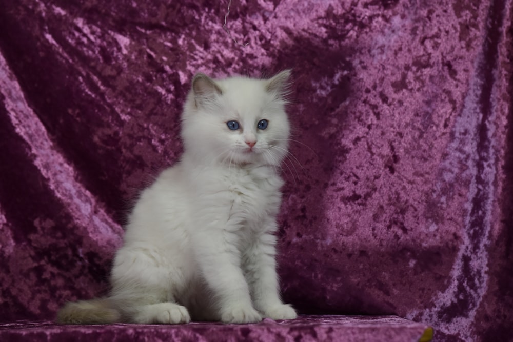 white cat on purple textile