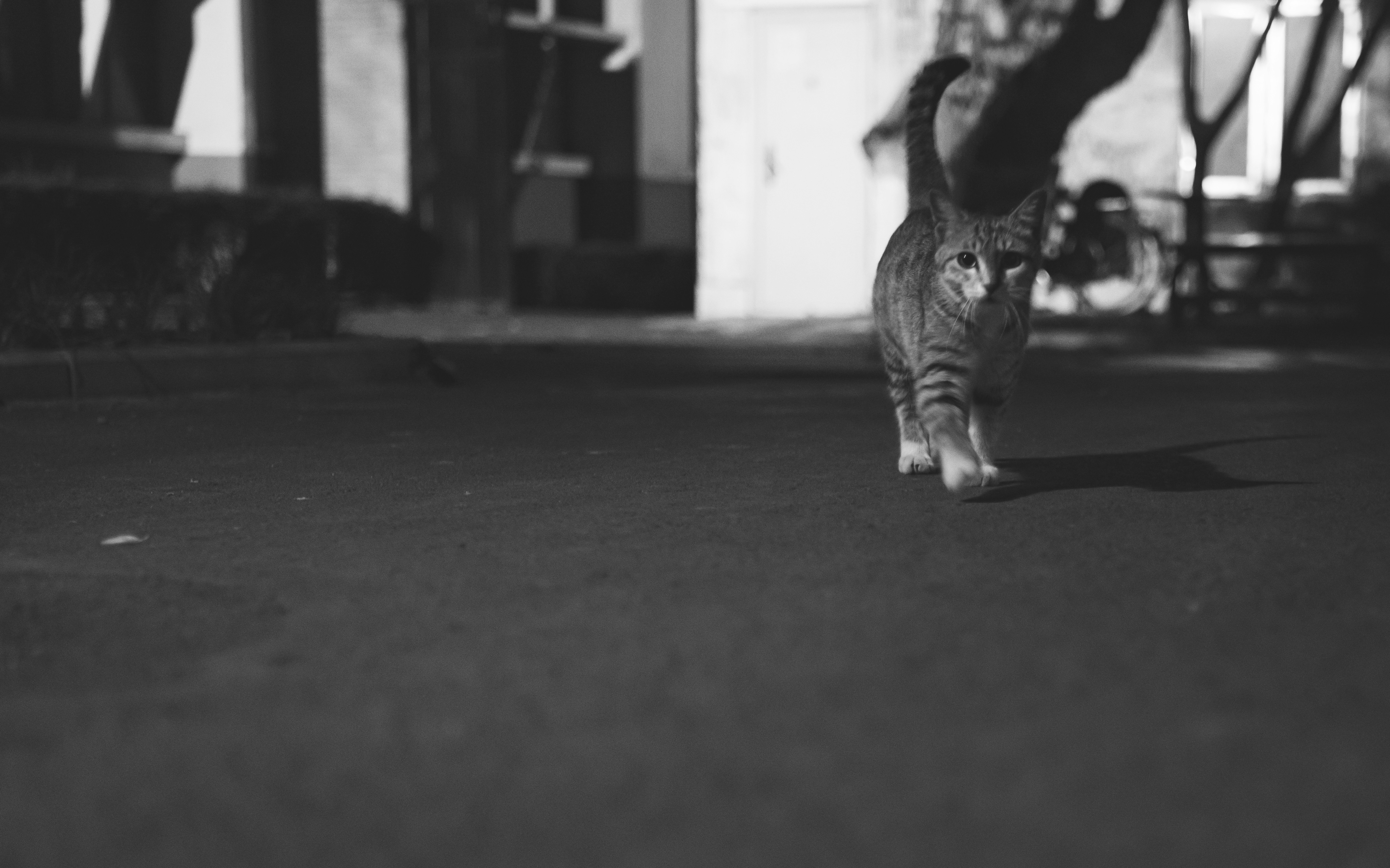 Cat walking on floor