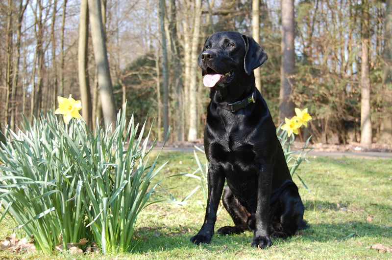 Pepper, a black Ridgeline female from the 2025 litter, sitting by daffodils in her yard