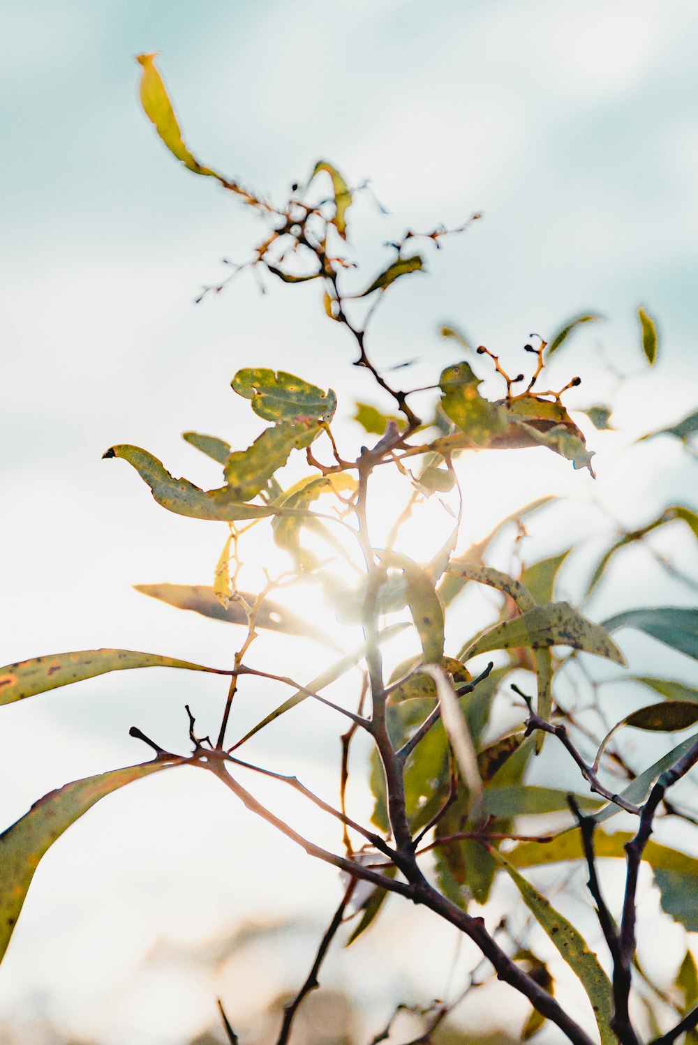 white bird on green plant during daytime