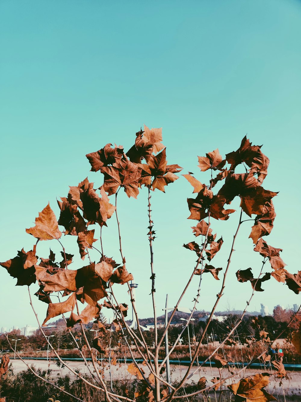 brown leaves on black metal fence during daytime