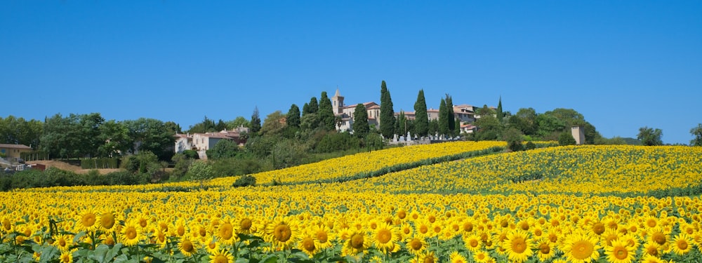 yellow flower field under blue sky during daytime