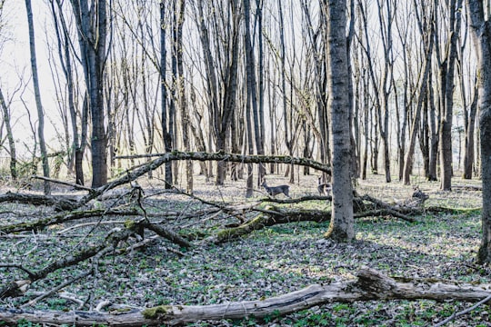 brown trees on green grass field during daytime in Kaunas Lithuania