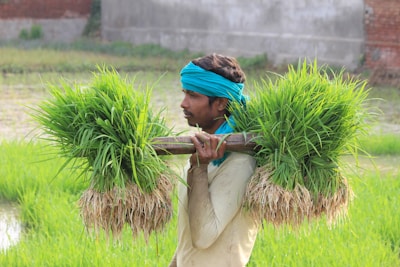 A man carrying bundles of young green rice plants on a pole over his shoulder. He is wearing a blue headscarf and a light-colored shirt. The background features a field with lush greenery and a partially visible brick wall.