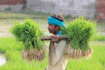 A man carrying bundles of young green rice plants on a pole over his shoulder. He is wearing a blue headscarf and a light-colored shirt. The background features a field with lush greenery and a partially visible brick wall.