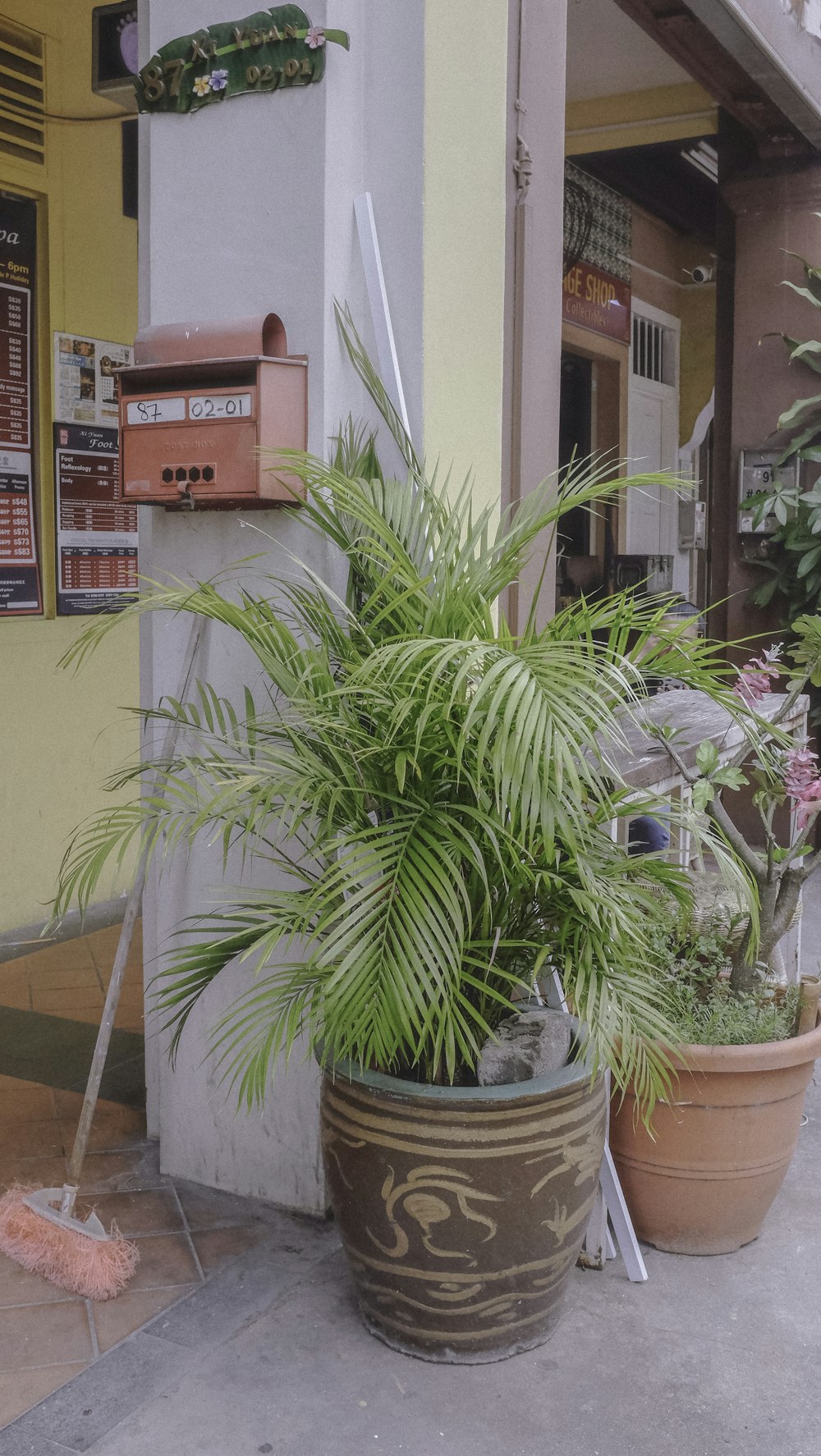 green palm plant on brown clay pot