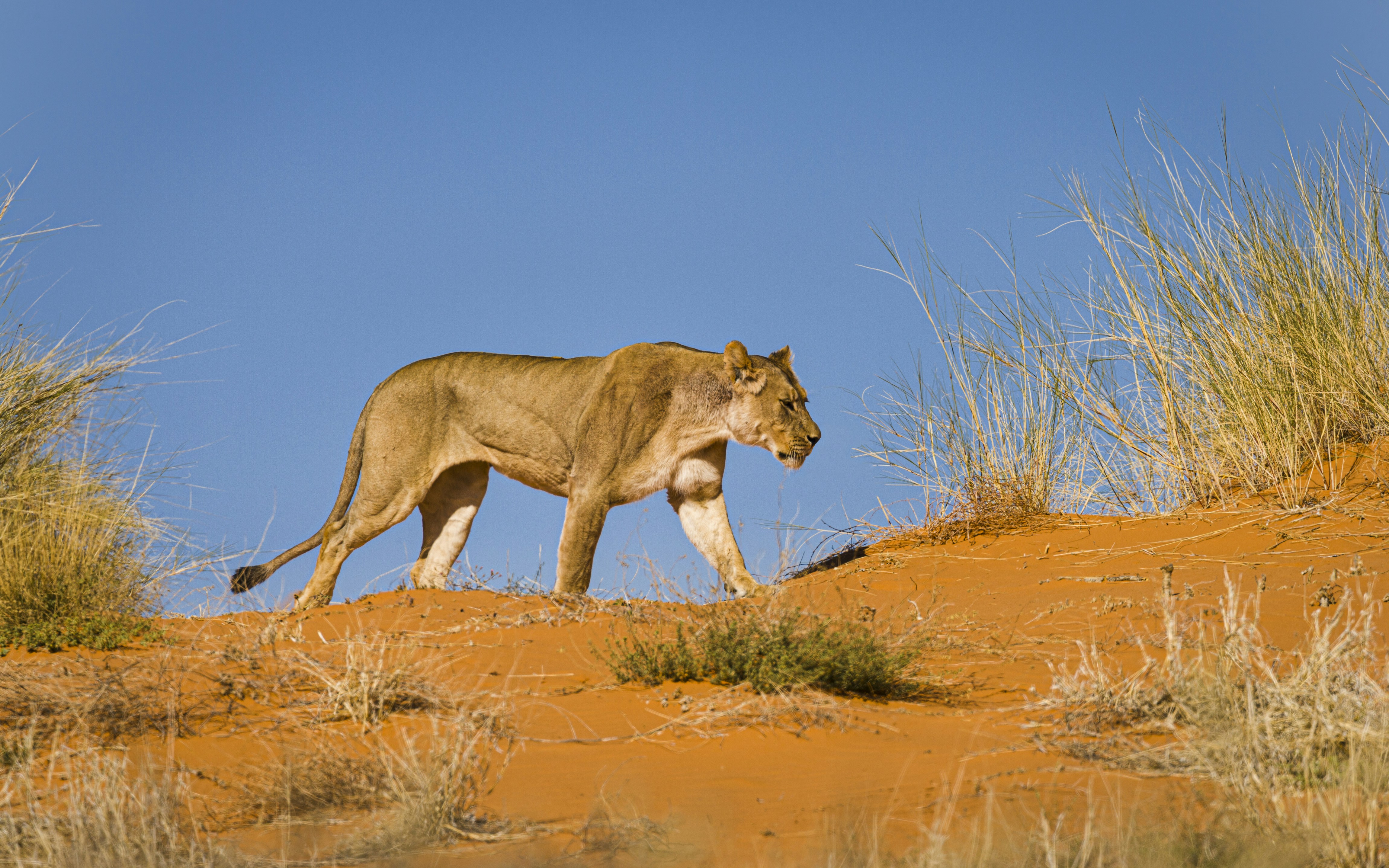 Lions: Kings of the Dry Lands (image credits: unsplash)