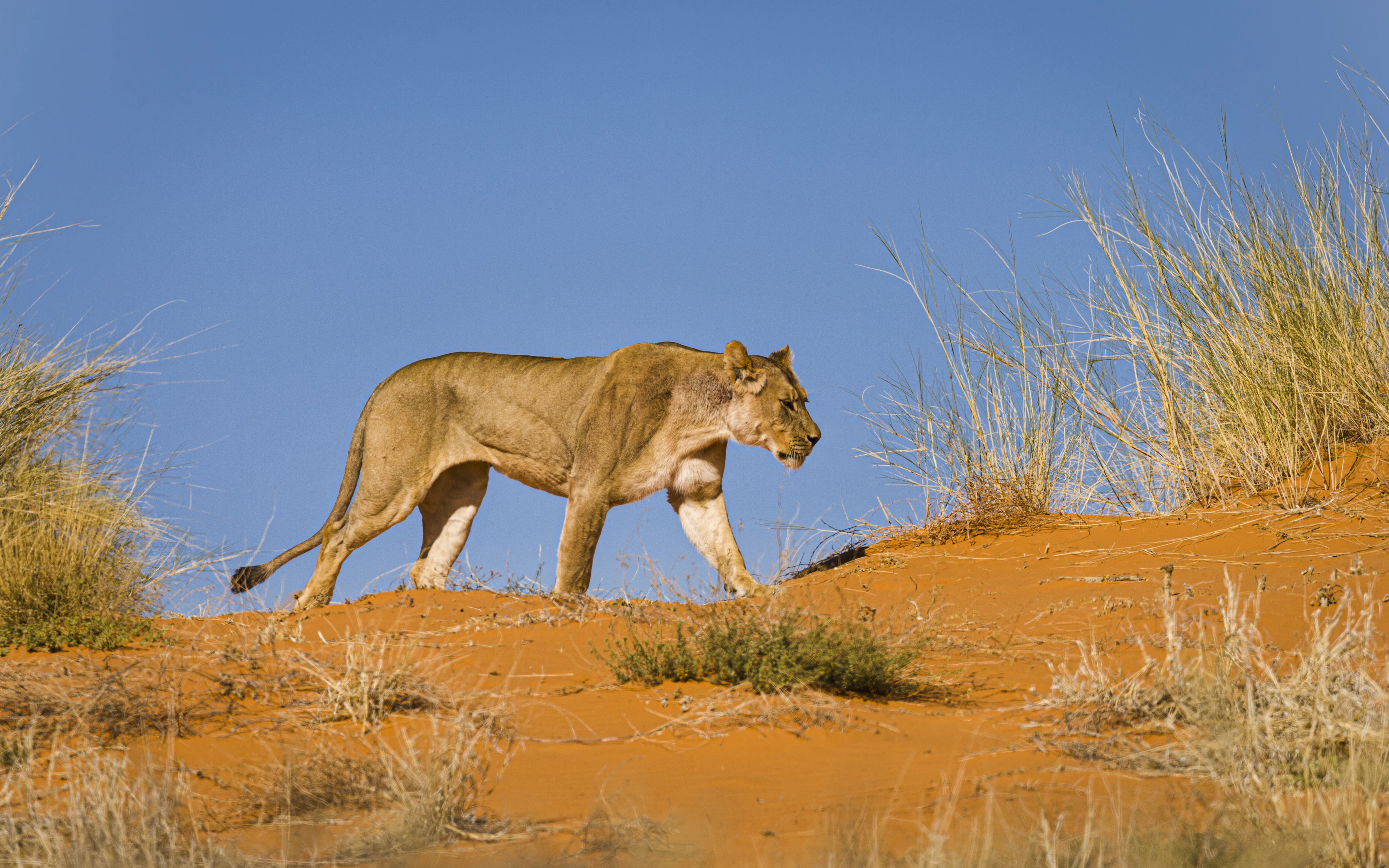 A lioness crossing a red sand dune in the Kgalagadi