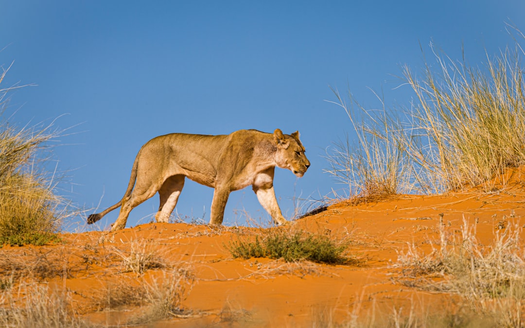 brown lioness on brown field during daytime