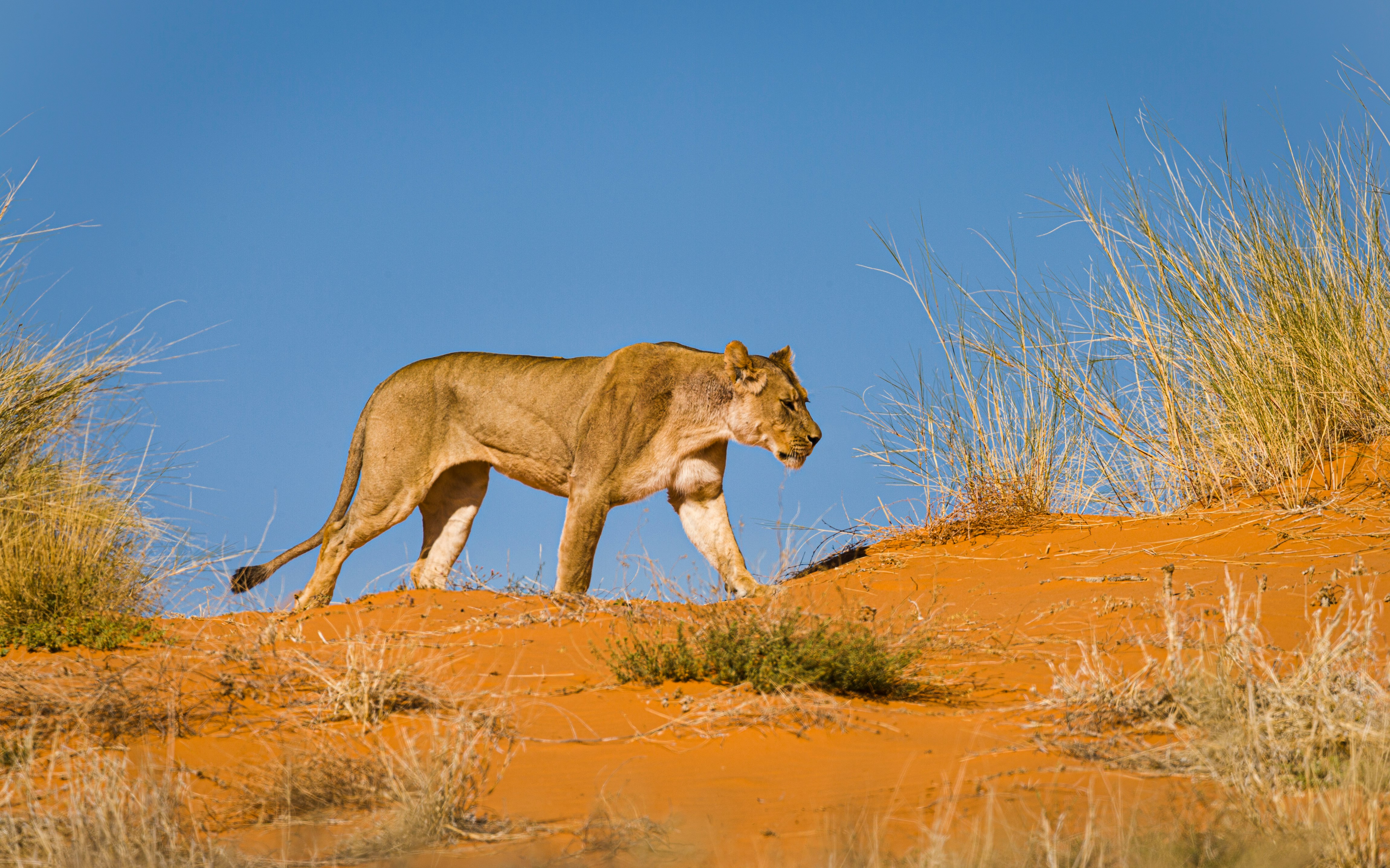 brown lioness on brown field during daytime