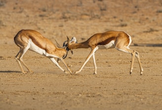 brown and white deer on brown field during daytime