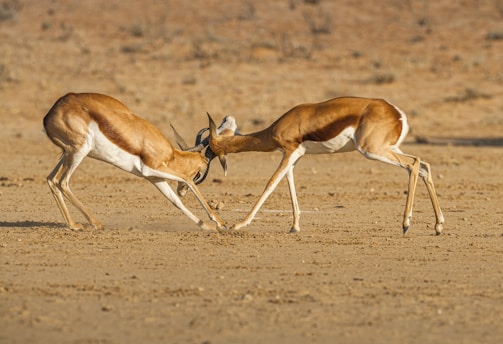 brown and white deer on brown field during daytime