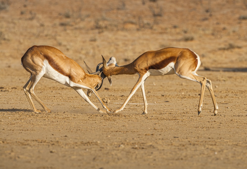 brown and white deer on brown field during daytime