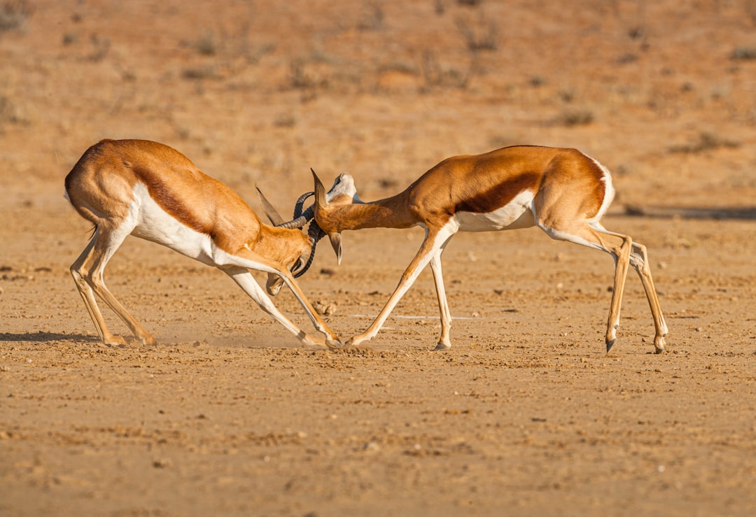 brown and white deer on brown field during daytime