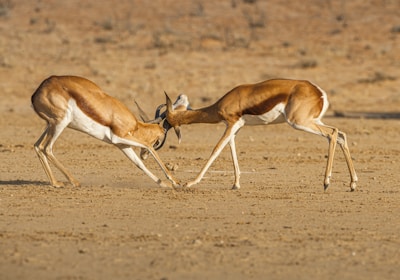 Namibia Safari Impalas bei Zweikampf