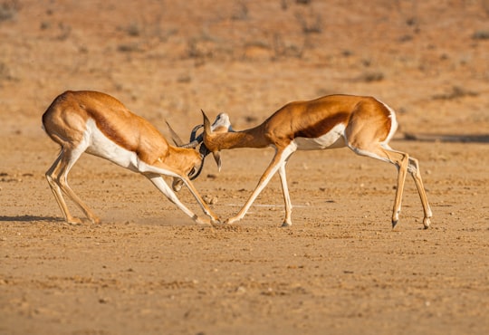 brown and white deer on brown field during daytime in Kgalagadi South Africa