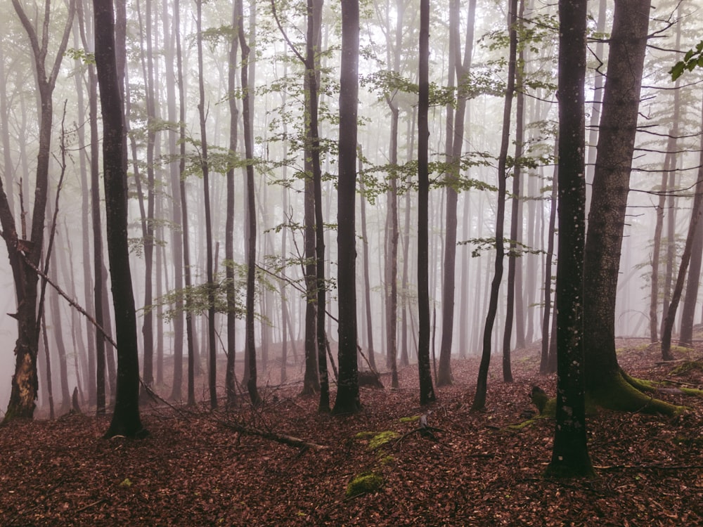 green leaf trees during daytime