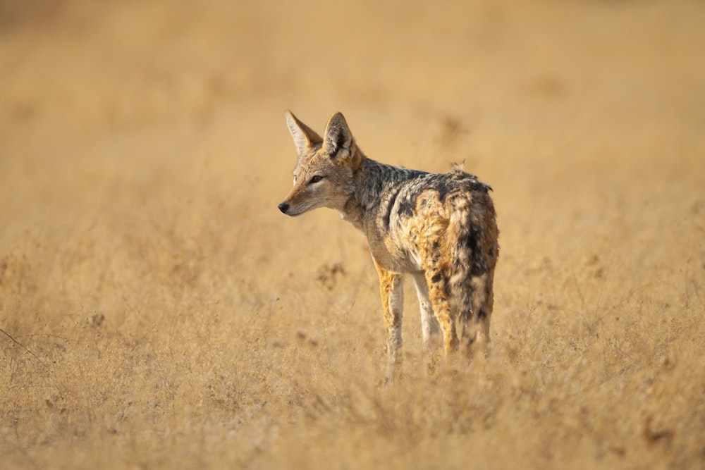 brown and white fox on brown grass field