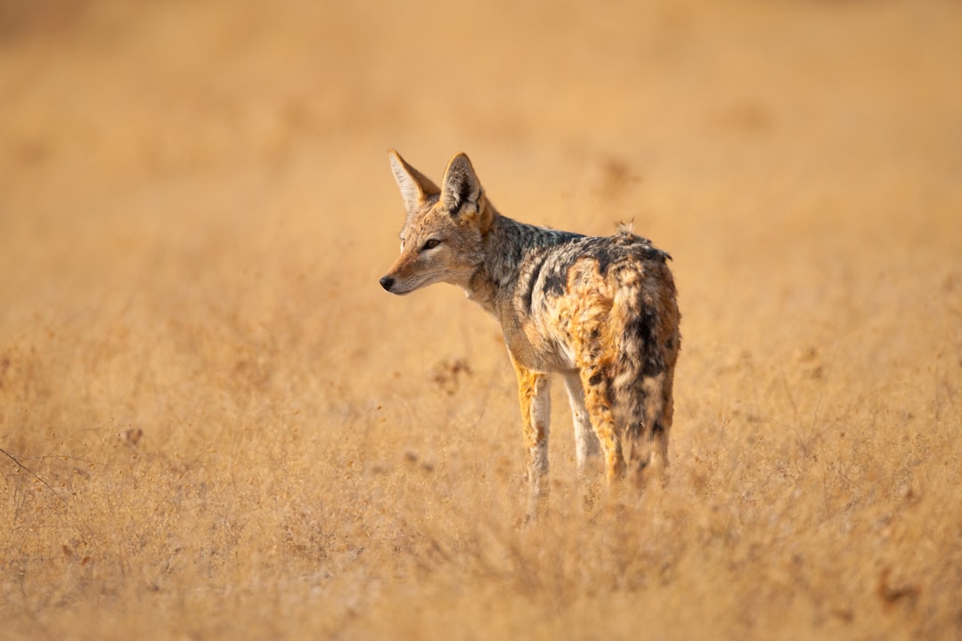 brown and white fox on brown grass field