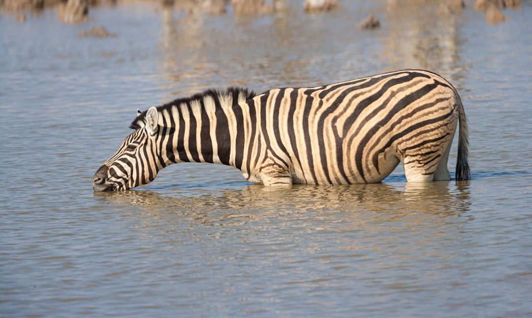 zebra on water during daytime