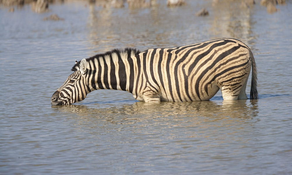 zebra on water during daytime