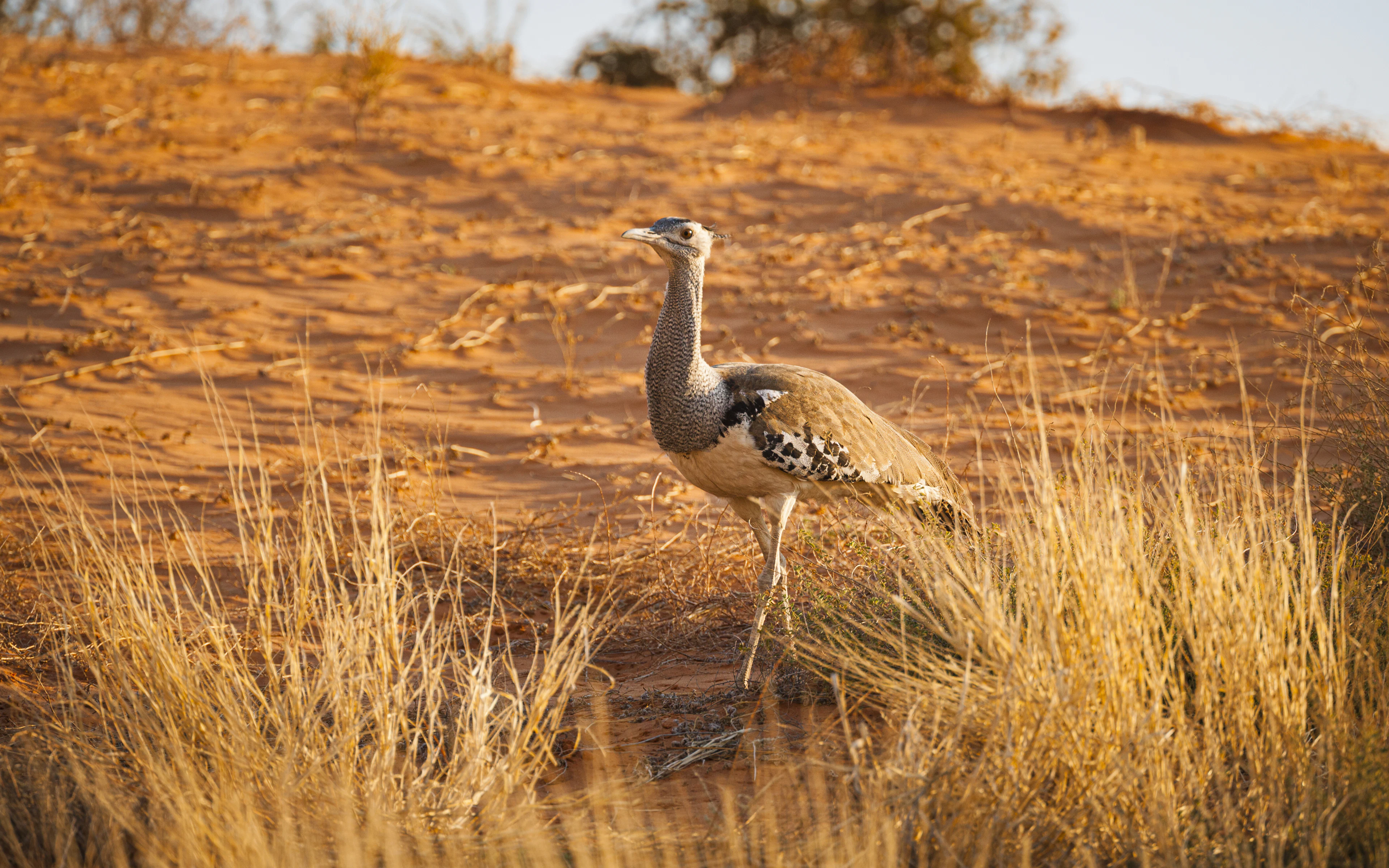 A kori bustard among dry grass on red sand just after sunrise, Kgalagadi